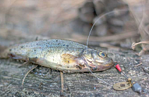 Профильная рыба наноспиннинговой снасти 