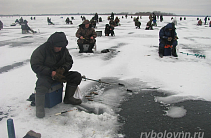 Голодный волк и голубое перо