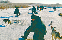 Четвероногие друзья на водоемах